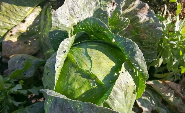 Une grande tête de chou éclairée par le soleil Chou dans le jardin