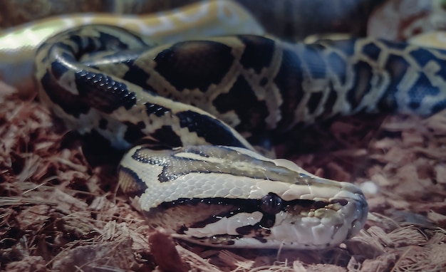 grande tête de serpent gris foncé close up en terrarium