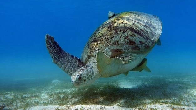 Grande tortue verte sur les récifs de la mer Rouge. Les tortues vertes sont les plus grandes de toutes les tortues marines.