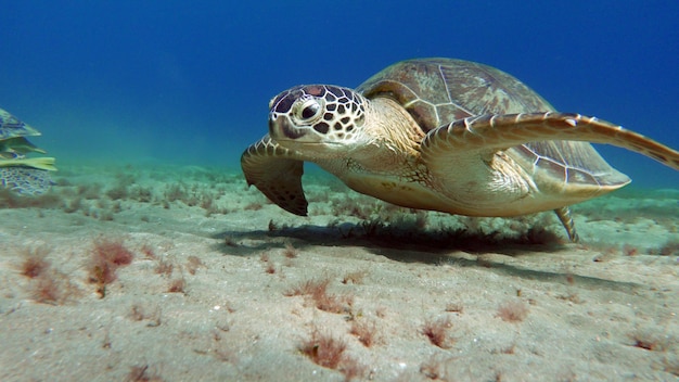 Grande tortue verte sur les récifs de la mer Rouge. Les tortues vertes sont les plus grandes de toutes les tortues marines.