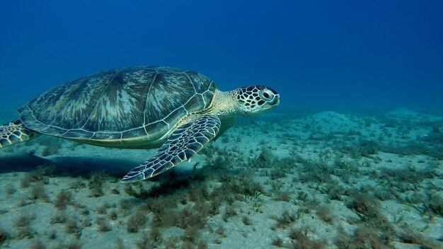 Photo une grande tortue verte sur les récifs de la mer rouge