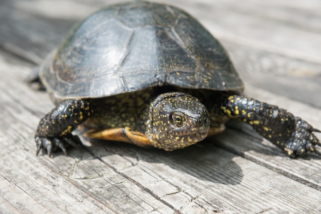 Grande tortue sur le vieux bureau en bois comme toile de fond