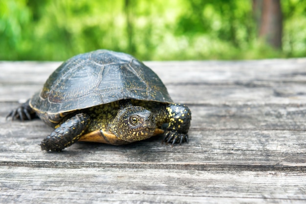 Grande tortue sur le vieux bureau en bois avec l'herbe ensoleillée sur le fond