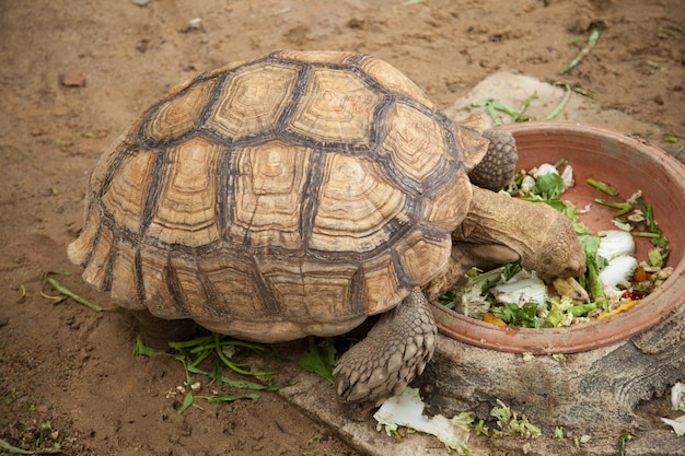 Photo grande tortue