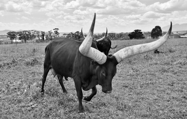 Une grande vache Ankole