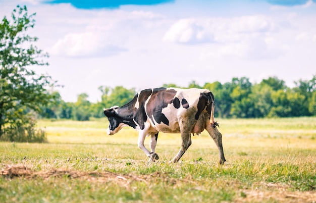 La grande vache broute dans le pré sur fond de ciel