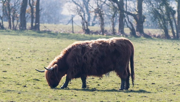 Photo une grande vache brune aux cheveux poilues paît dans un champ vert en angleterre