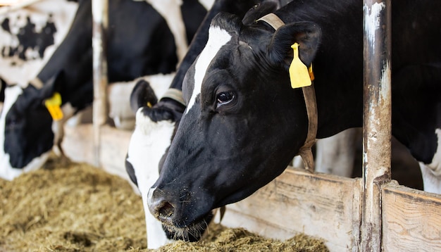 Une grande vache élevant des vaches mangeant du foin dans le concept d'animal et de nourriture de l'étable