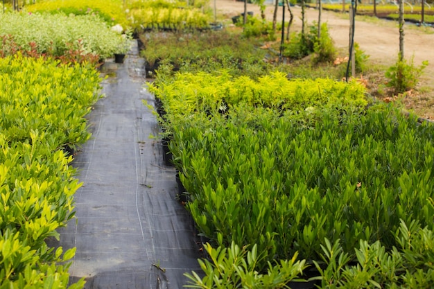 Grande variété de jeunes plantes en pots cultivées en rangées et en secteurs Diversité colorée de fleurs et de plantes Soutenir le concept d'entreprise locale