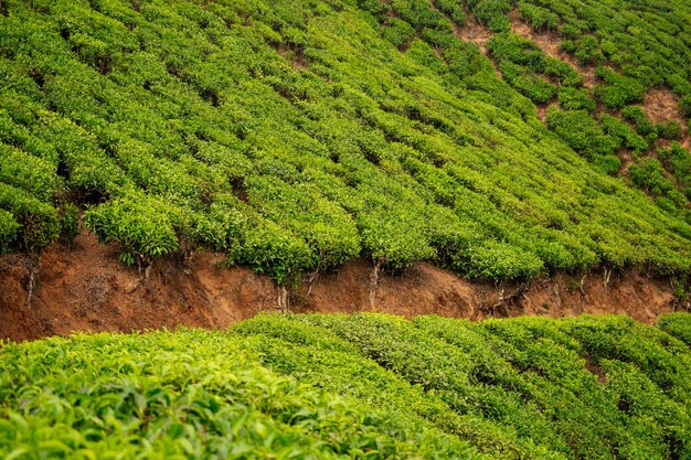 Grande et verte plantation de thé en Inde