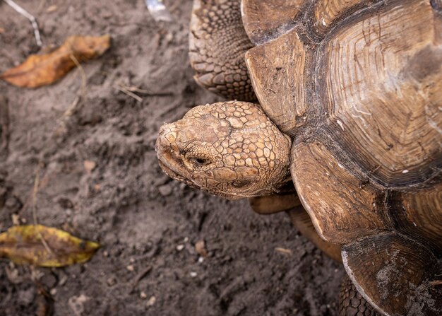 Photo une grande vieille tortue sur le sol.