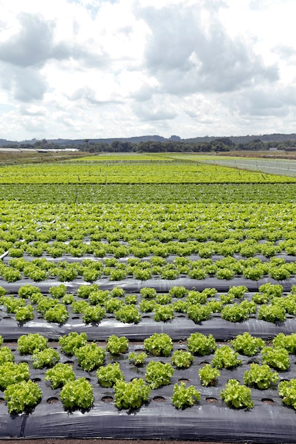 Grande vue de la plantation de laitue