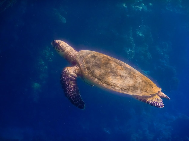 Grande vue d'une tortue de mer verte en mer rouge