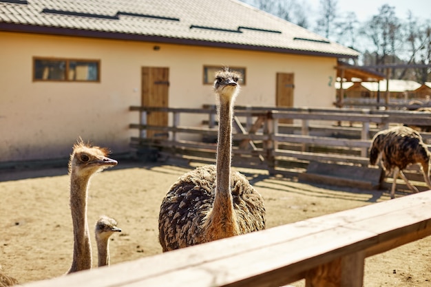 grandes autruches au champ de ferme derrière une clôture en bois, animaux domestiques à l'extérieur, agriculture écologique .