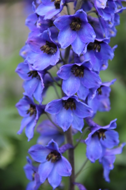 De grandes belles fleurs poussent lumineuses en été