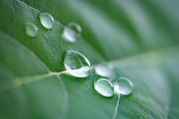 De grandes belles gouttes d'eau de pluie transparente sur une macro de feuille verte Des gouttes de rosée le matin brillent au soleil Belle texture de feuille dans la nature Fond naturel