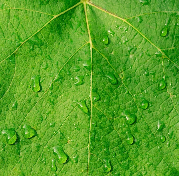 Grandes belles gouttes d'eau de pluie transparente sur une macro de feuille verte.