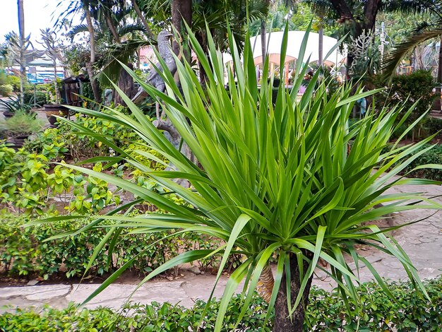 Ces grandes broméliacées groupées forment des rosettes coriaces étroites avec des bords épineux et des pointes tombantes