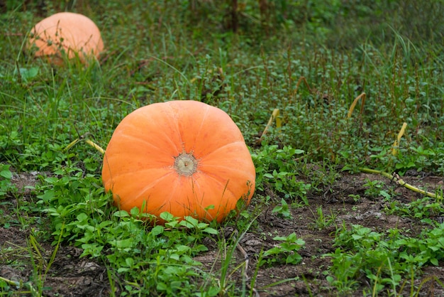 Grandes citrouilles orange poussant dans le jardin