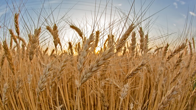 Grandes cultures cultivées avec du blé