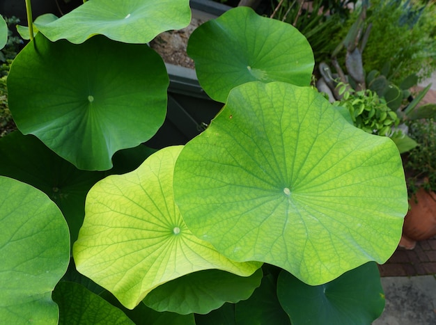 Les grandes feuilles du lotus des Indes orientales