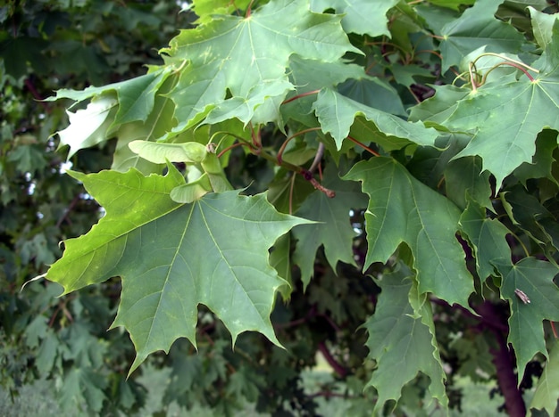 Photo de grandes feuilles d'érable vertes sur les branches d'arbres dans la forêt à feuilles caduques profonde vue rapprochée