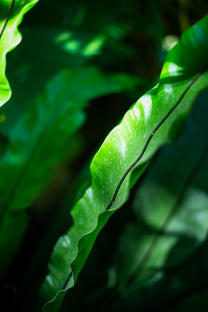 Grandes feuilles tropicales feuilles vertes texture fond floral nature