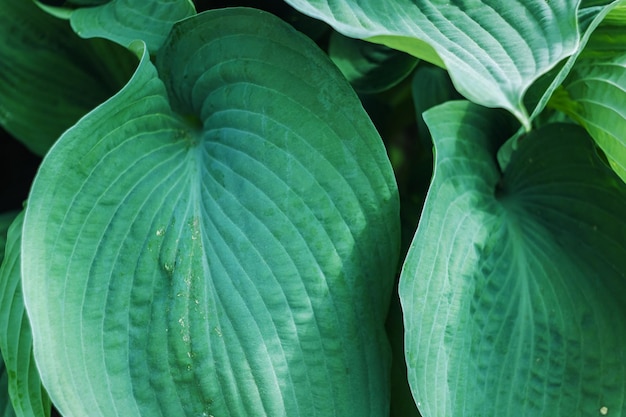 Grandes feuilles vertes d'un fond de plantes tropicales