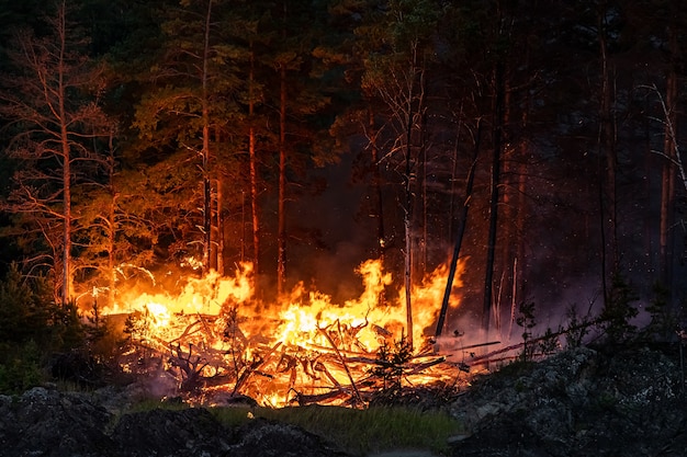 De grandes flammes d'incendies de forêt la nuit. Flammes intenses d'un incendie de forêt massif