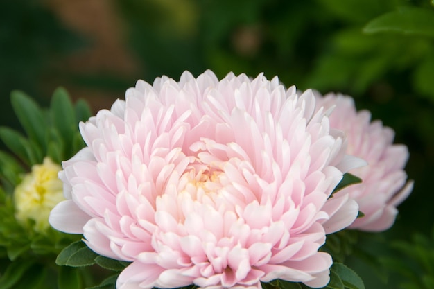 grandes fleurs d'aster rose doucement sur un fond de nature vert flou fond de printemps gros plan