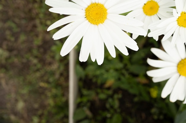 Grandes fleurs blanches dans le jardin