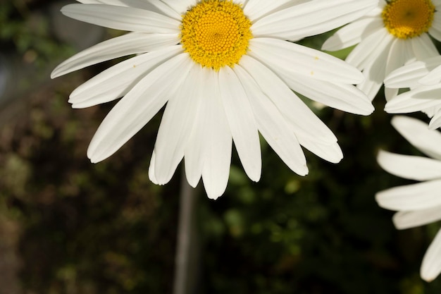 Grandes fleurs blanches dans le jardin