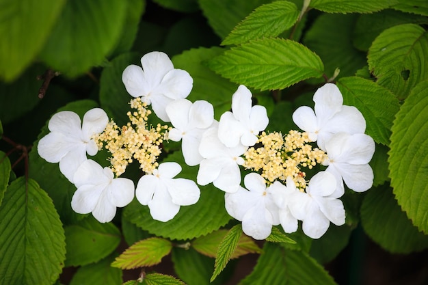 Grandes fleurs blanches en fleurs Viburnum opulus