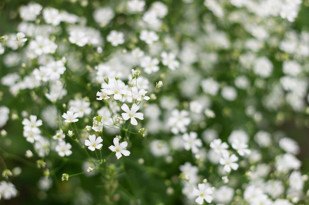 grandes fleurs blanches de gypsophile sur un fond floral de buisson