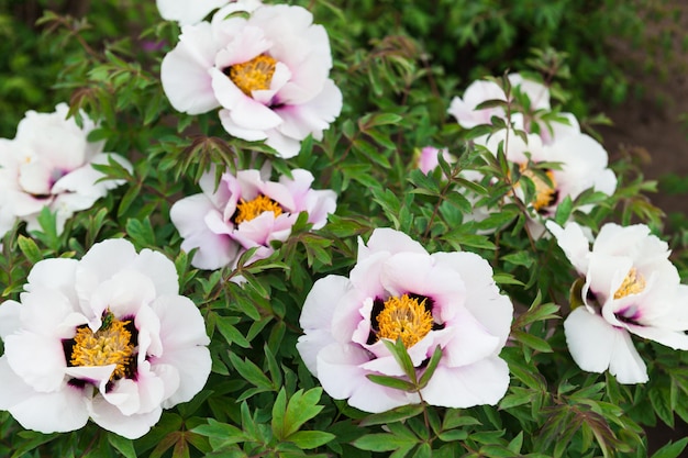 Grandes fleurs blanches lumineuses d'anémone et feuilles vertes fraîches dans le jardin gros plan horizontal arrière-plan