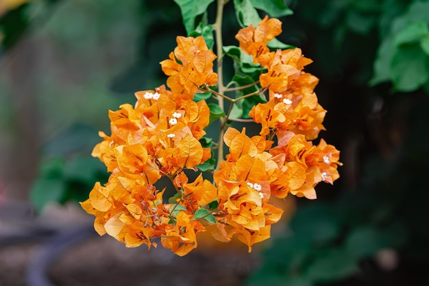Les grandes fleurs de bougainvillea orange qui fleurissent Bougainvillia spectabilis avec la lumière du soleil