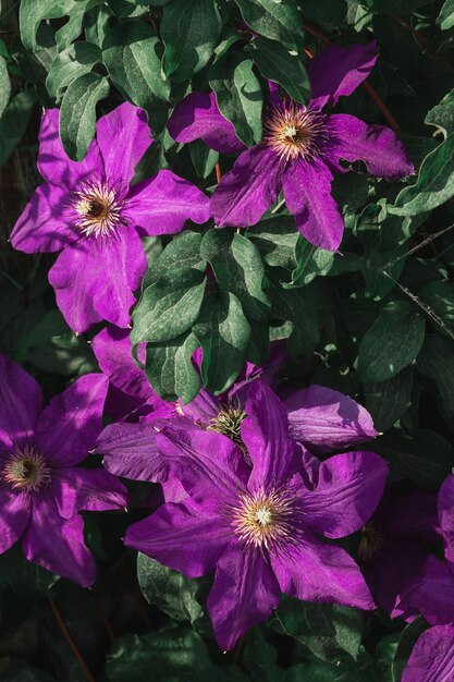 Photo de grandes fleurs de clématis violettes pour le cadre complet cultivation de plantes grimpantes ornementales dans le jardin