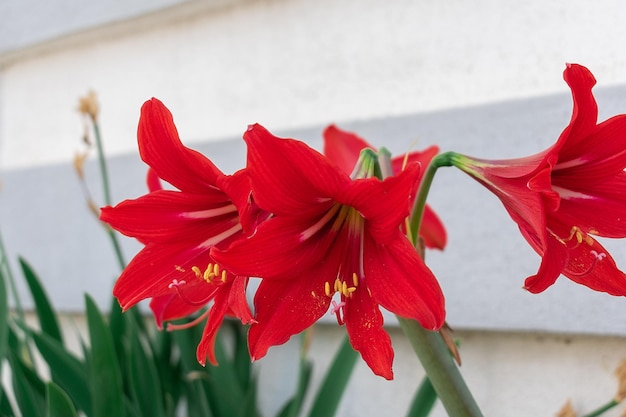 Grandes fleurs épanouies de lys rouges.