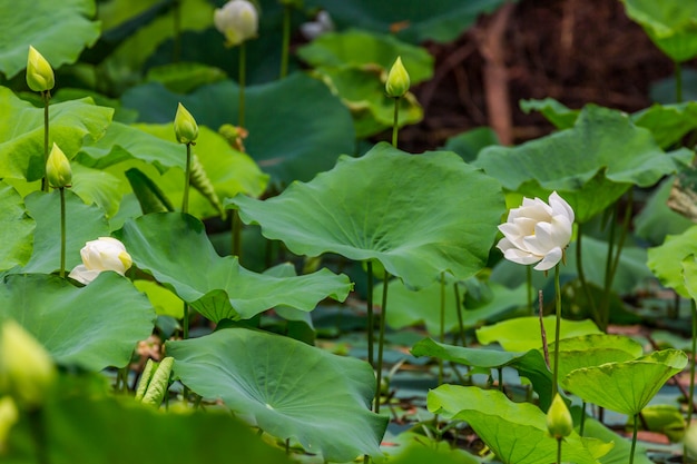 Grandes fleurs de lotus blanches et de fleurs de lotus