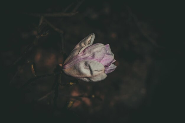 Photo de grandes fleurs de magnolia brillantes sur un arbre de printemps sous le soleil chaud