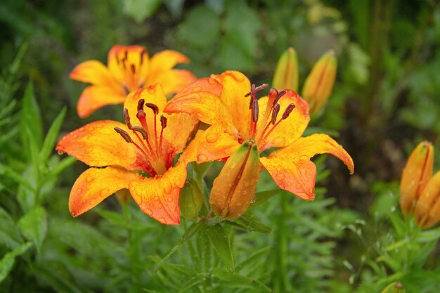 Grandes fleurs oranges de lys avec des gouttes d'eau.