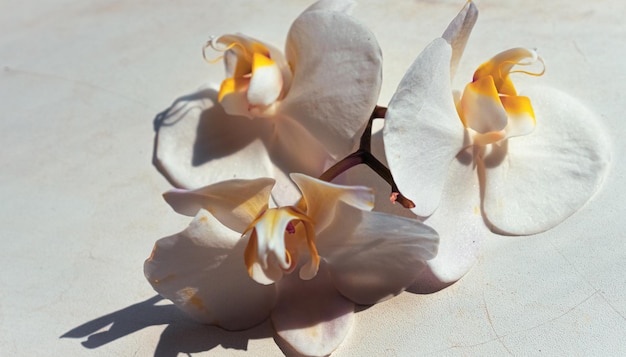 Grandes fleurs d'orchidées blanches sur fond marron