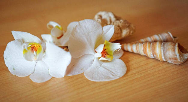 Grandes fleurs d'orchidées blanches sur fond marron