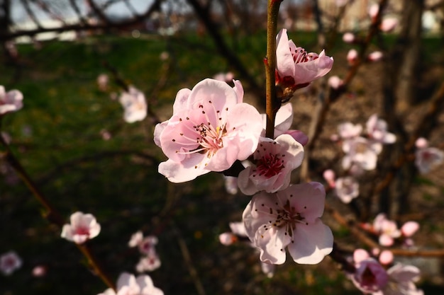 Grandes fleurs roses de pêche prune ou d'abricot pendant la période de floraison des vergers Temps printanier ensoleillé Jardin fleuri en Serbie Beaucoup de fleurs sur les branches