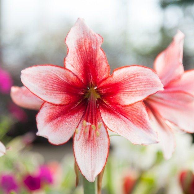 grandes fleurs rouges et blanches.