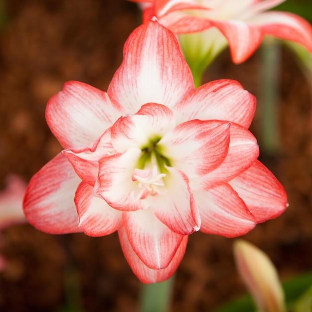 grandes fleurs rouges et blanches.