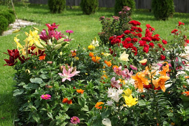 Grandes fleurs rouges et jaunes qui fleurissent dans le parc.