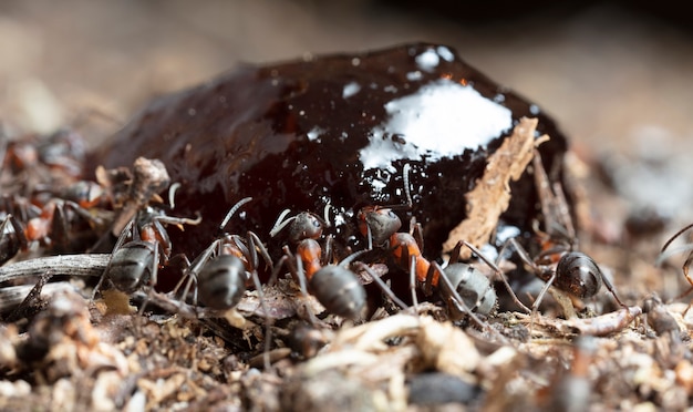 grandes fourmis forestières dans un habitat indigène