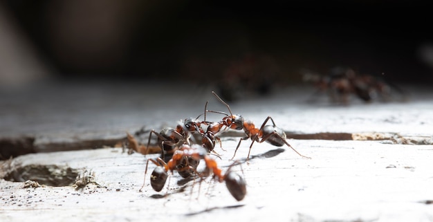 grandes fourmis forestières dans un habitat indigène