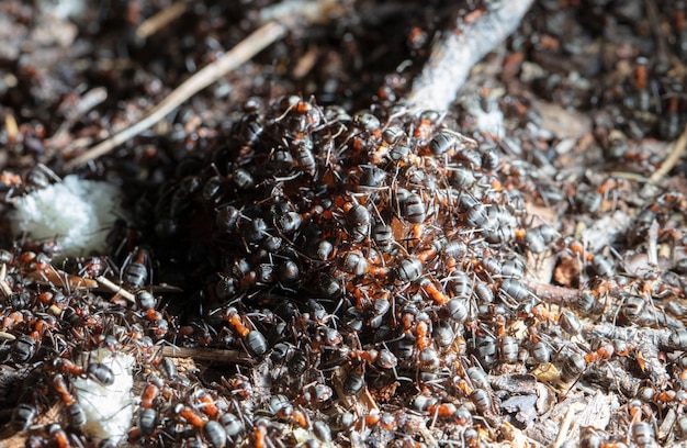 grandes fourmis forestières dans un habitat indigène